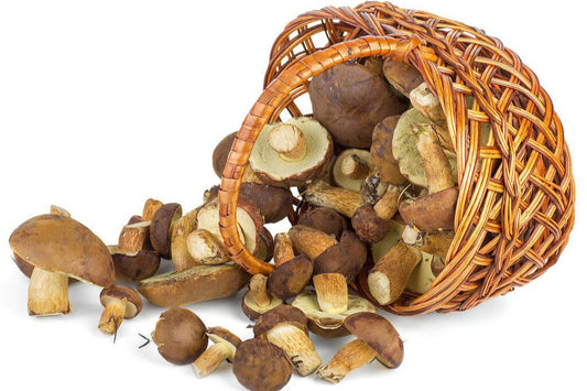 Dried Porcini Mushrooms