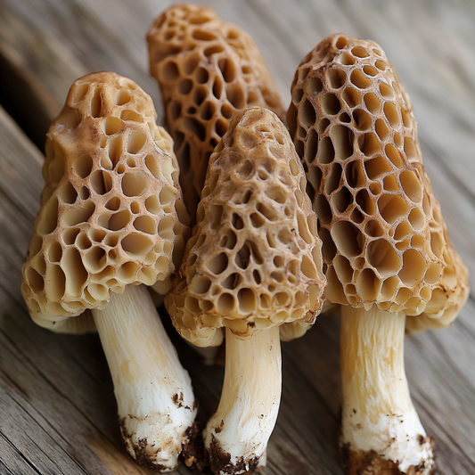 THE MOREL