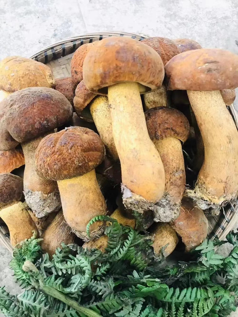 Porcini Mushroom Sliced Dried 50g